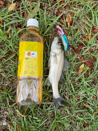 スズキの釣果