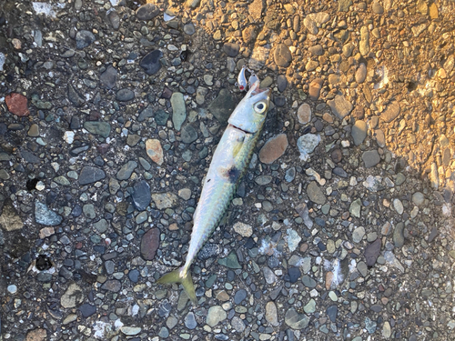 サバの釣果