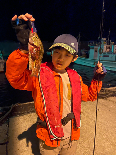 クロソイの釣果