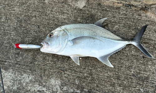 ロウニンアジの釣果