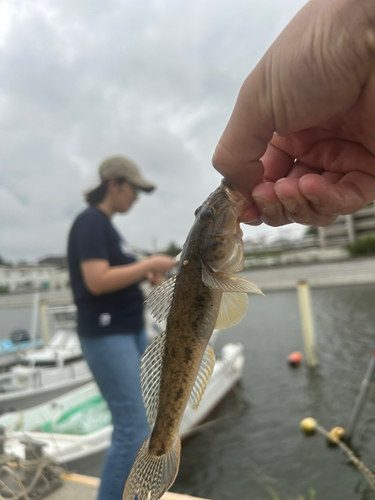 マハゼの釣果