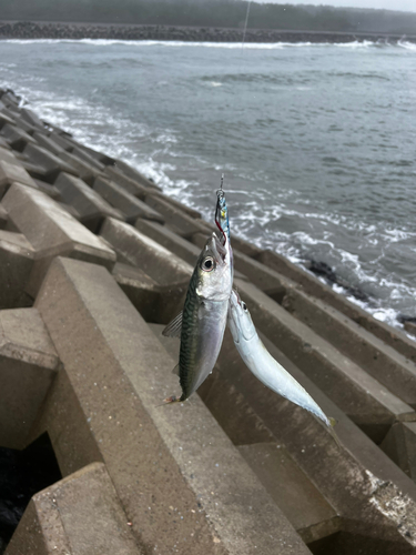 サバの釣果