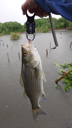 ストライパーの釣果