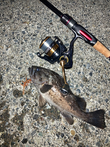 クロソイの釣果