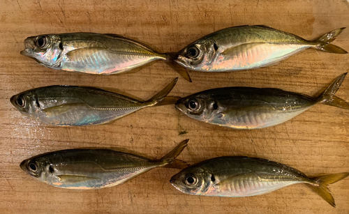 アジの釣果