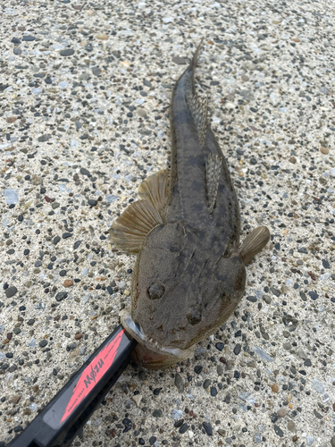 マゴチの釣果