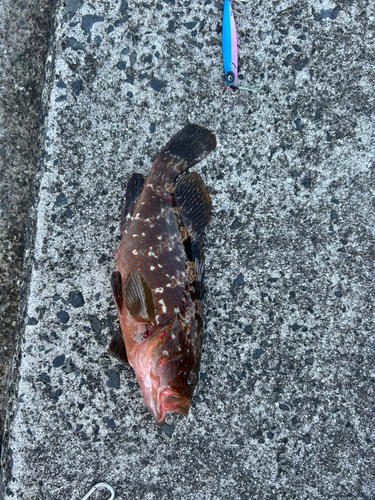 キジハタの釣果