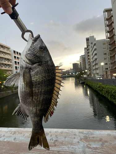 チヌの釣果