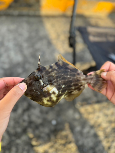 カワハギの釣果