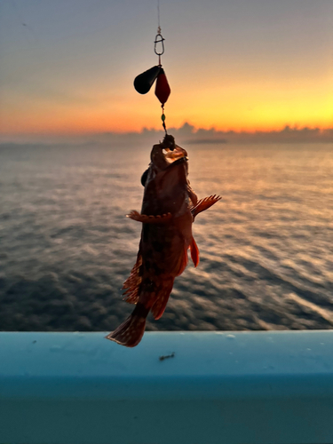 カサゴの釣果