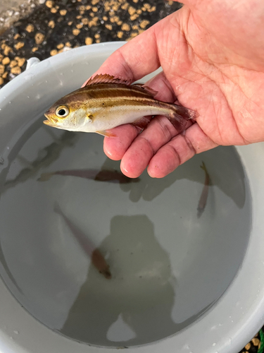 イサキの釣果