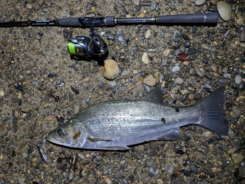 スズキの釣果