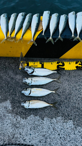 アジの釣果