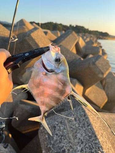 イトヒキアジの釣果