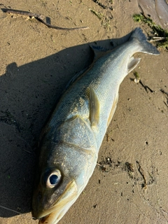 スズキの釣果