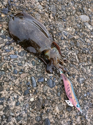 アオリイカの釣果