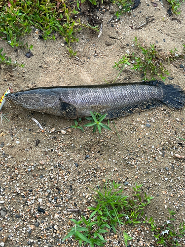 ライギョの釣果