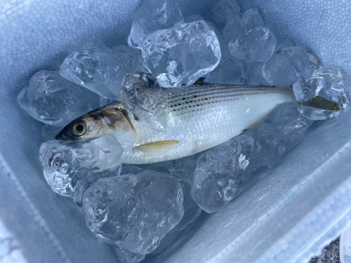 コノシロの釣果