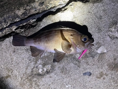 シロメバルの釣果