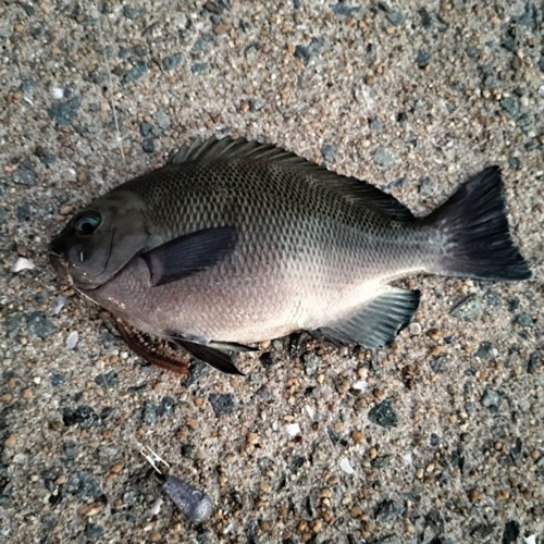 メジナの釣果