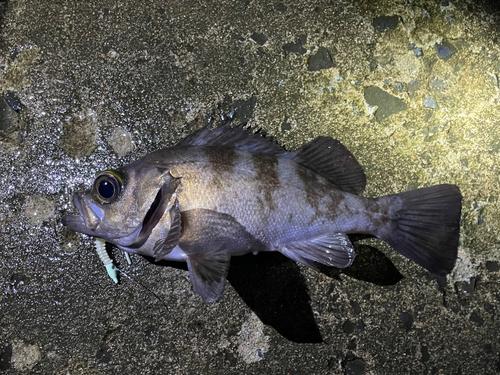 シロメバルの釣果