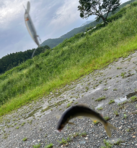 アユの釣果