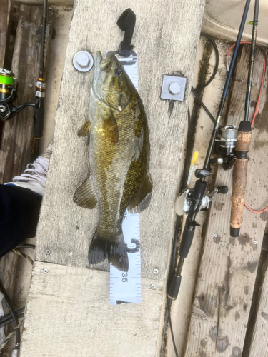 スモールマウスバスの釣果