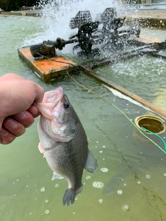 ラージマウスバスの釣果