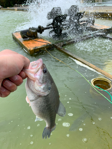 ラージマウスバスの釣果