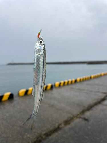 ウルメイワシの釣果