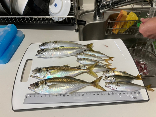 アジの釣果