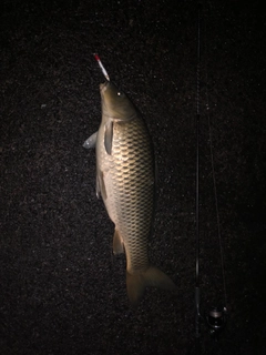 コイの釣果