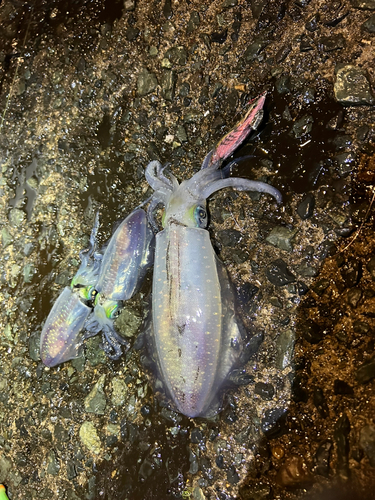 アオリイカの釣果