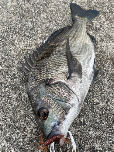 チヌの釣果