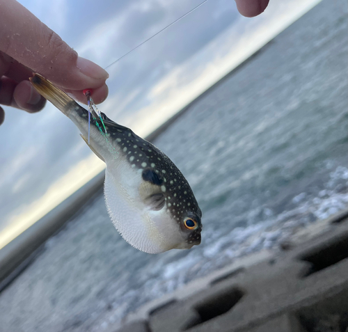 フグの釣果