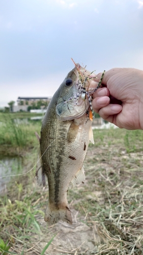 ラージマウスバスの釣果