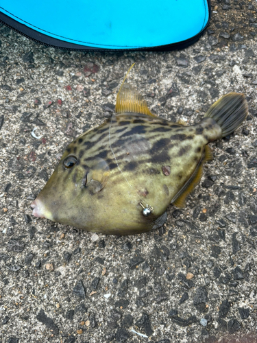 カワハギの釣果