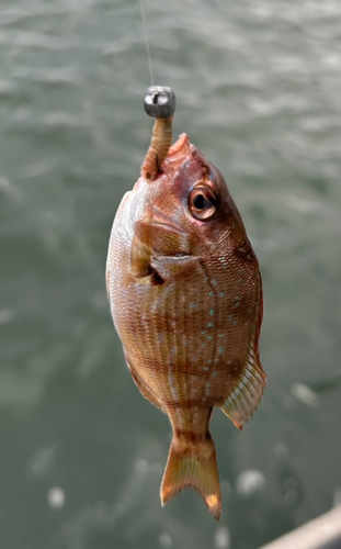 タイの釣果