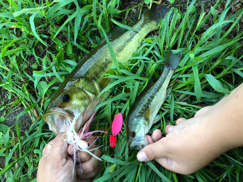 ブラックバスの釣果