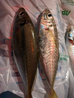 マアジの釣果