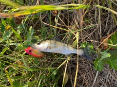 スズキの釣果