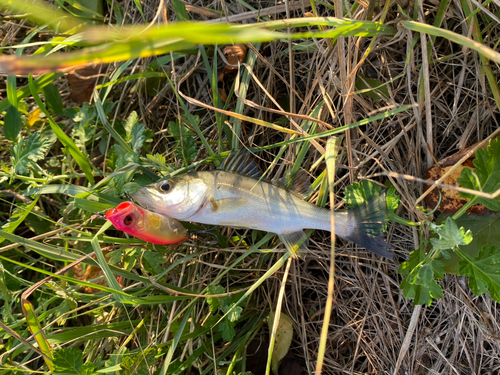 スズキの釣果