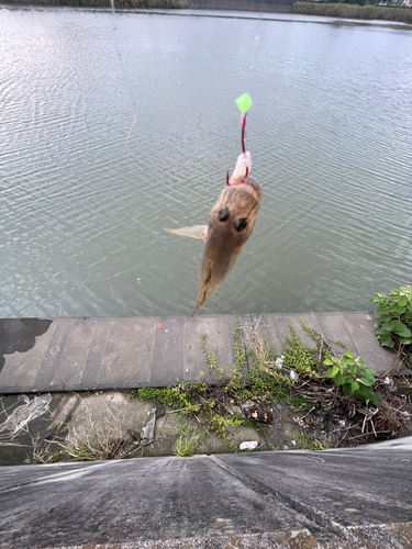 ハゼの釣果