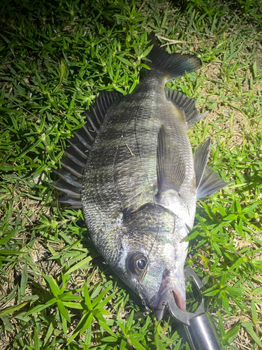 クロダイの釣果