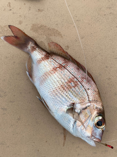 チャリコの釣果