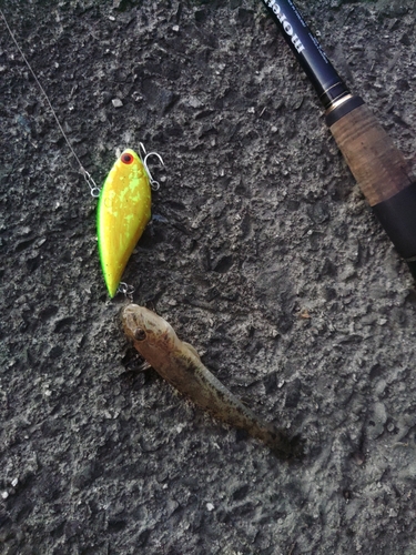 マハゼの釣果