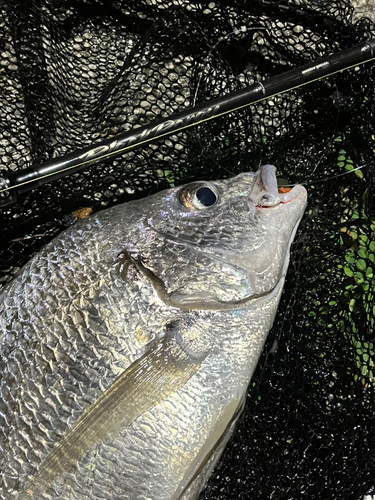 キビレの釣果