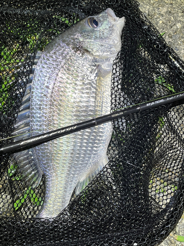 キビレの釣果