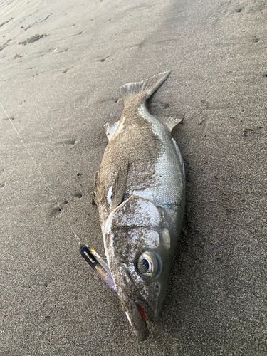 ヒラスズキの釣果