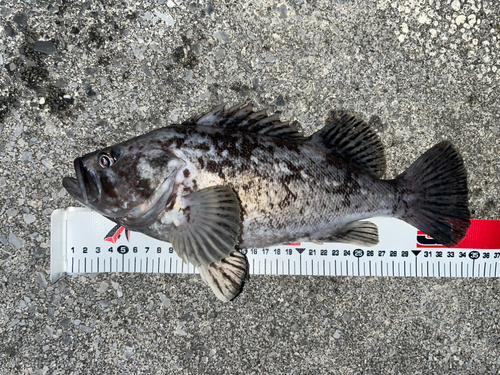 クロソイの釣果